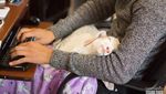 Gemas! Tingkah Laku Anjing dan Kucing di Penampungan Hewan