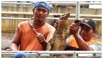 Penemuan di Kali Mampang: Sanca, Biawak hingga Sofa