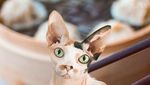Mengintip Lucunya 10 Ekspresi Kucing dalam Makanan, Penasaran?