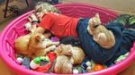 Gemas! Tingkah Laku Anjing dan Kucing di Penampungan Hewan