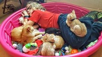 Saat para kucing bermain meski para relawan sedang tidur pulas.