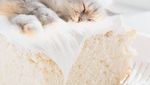 Mengintip Lucunya 10 Ekspresi Kucing dalam Makanan, Penasaran?