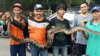 23 Februari 2018. Seekor ular sanca kembang ditangkap di wilayah Mampang Prapatan, Jakarta Selatan. Ular ini muncul saat petugas sedang mengangkut sampah. (dok UPK Badan Air Kecamatan Mampang)