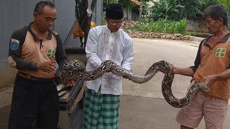 Hiii! Ular Sanca Kembang Ditemukan di Kali Mampang Hiii! Ular Sanca Kembang Ditemukan di Kali Mampang