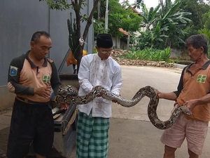 Hiii! Ular Sanca Kembang Ditemukan di Kali Mampang