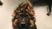 Gemasnya melihat anjing yang satu ini.
