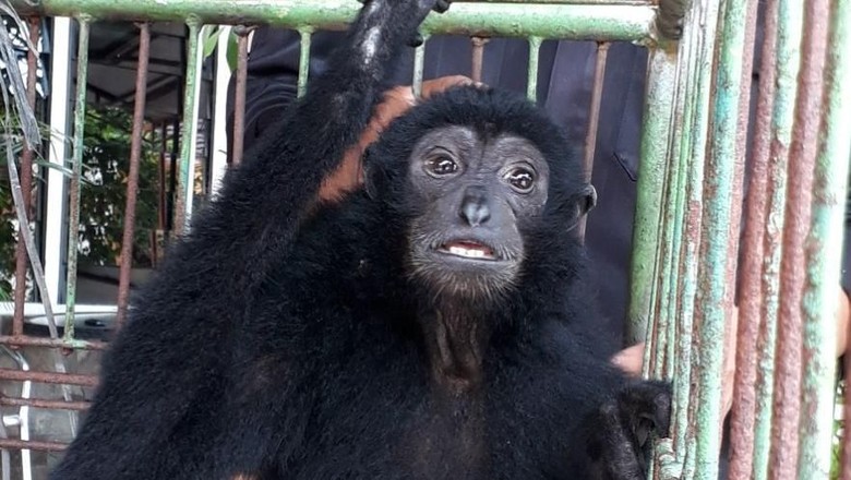 Diselundupkan ke Bali, 3 Siamang Dikembalikan ke Sumbar Diselundupkan ke Bali, 3 Siamang Dikembalikan ke Sumbar