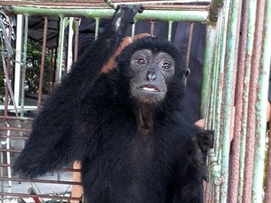 Siamang Diserahkan Warga ke BBKSDA Riau