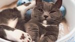 Mengintip Lucunya 10 Ekspresi Kucing dalam Makanan, Penasaran?