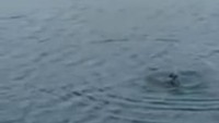 Detik-detik saat anjing dilemparkan ke sungai dan jadi santapan buaya.