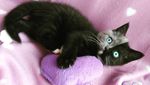 Foto: Lucunya Narnia, Kucing Bermuka Dua yang Jadi Sorotan