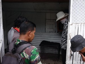Warga Minta BKSDA Tanggung Jawab atas Kaburnya Ular Sanca