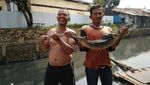 Penemuan di Kali Mampang: Sanca, Biawak hingga Sofa