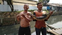 Ini biawak yang ditangkap di Kali Mampang pada 19 September 2017. (dok UPK Badan Air Kecamatan Mampang)