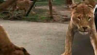 Sebanyak 11 singa di Taman Nasional Ratu Elizabeth di Uganda, dilaporkan mati. Delapan di antaranya merupakan anak singa. Diduga mereka mati karena diracun. “Investigasi telah dibuka, tapi kita menduga karena ada yang meracuni,” kata salah seorang pengelola, Bashir Hangi.  (Foto: Ilustrasi - dok. SWNS)