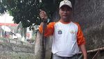 Penemuan di Kali Mampang: Sanca, Biawak hingga Sofa