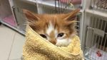 Gemas! Tingkah Laku Anjing dan Kucing di Penampungan Hewan