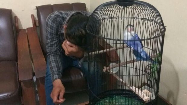 Deni dan burung Lovebird curiannya. (Foto: Eko Sudjarwo)