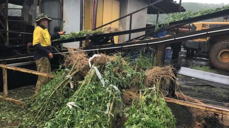 Polisi New South Wales, Australia Bakar Ganja Sitaan Senilai Rp 125 M Polisi New South Wales, Australia Bakar Ganja Sitaan Senilai Rp 125 M
