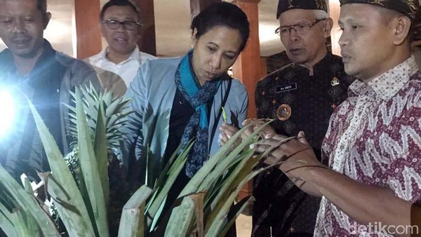 Menteri Rini Takjub Melihat Hasil Kebun Balkondes