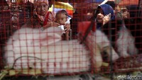 Anak-anak biasanya membeli kelinci.