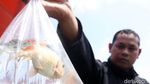 Berburu Hewan Peliharaan di Akhir Pekan