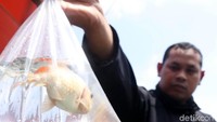 Ikan menjadi hewan yang paling banyak ditawarkan.