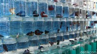 Deretan ikan cupang cantik siap menggoda pembeli.
