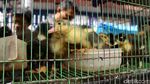 Berburu Hewan Peliharaan di Akhir Pekan