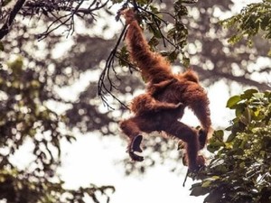 100.000 Orangutan Terbunuh di Kalimantan dalam 16 Tahun Terakhir