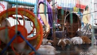 Ada juga yang menjual hamster.