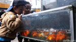 Berburu Hewan Peliharaan di Akhir Pekan