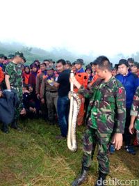 Aksi Prajurit TNI dan Pramugari Kepresidenan Survival Santap Cobra