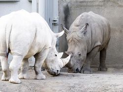 Penampakan Hewan Albino Langka yang Mempesona