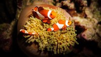Ini salah satu hasil karya Jenny, ikan Nemo berenang di antara anemon. Sudah seperti jepretan fotografer profesional kan? (Jennyln Mercado/Instagram)