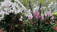 Berjalan mengikuti trek, taman ini membawawisatawan berkeliling di samping anggrek-anggrek cantik. Di beberapa sudut dibuat sangkar raksasa, sehingga wisawatan bisa masuk dan berfoto di dalamnya (Bonauli/detikTravel)