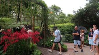 Begitu masuk traveler akan langsung di sambut dengan pemandangan anggrek yang luar biasa cantik. anggrek-anggrek tersebut di susun di depan kolam sebagai penanda pintu masuk dari taman tersebut (Bonauli/detikTravel)