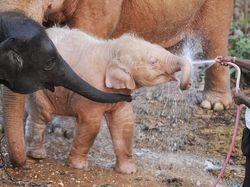 Penampakan Hewan Albino Langka yang Mempesona