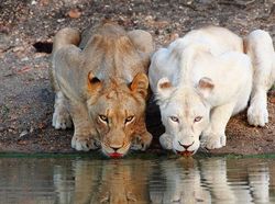 Penampakan Hewan Albino Langka yang Mempesona