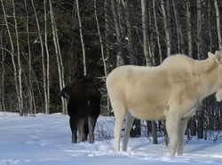 Penampakan Hewan Albino Langka yang Mempesona