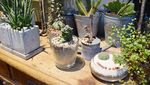 Nikmatnya Menghirup Matcha Latte dengan Suasana Kebun Bunga di Kafe Ini