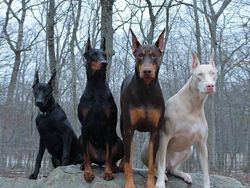 Penampakan Hewan Albino Langka yang Mempesona