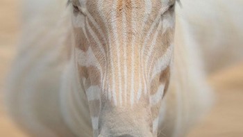 Zebra. Foto: Imgur