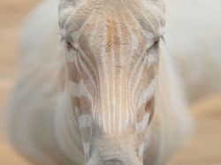 Penampakan Hewan Albino Langka yang Mempesona