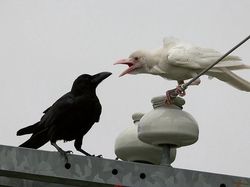 Penampakan Hewan Albino Langka yang Mempesona