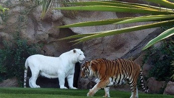 Harimau. Foto: Imgur