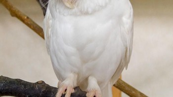 Burung hantu. Foto: Imgur