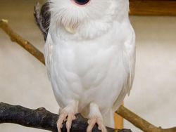 Penampakan Hewan Albino Langka yang Mempesona