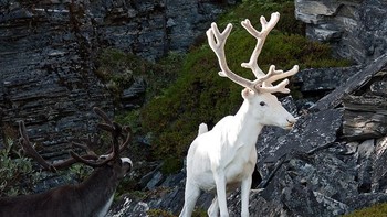 Rusa kutub. Foto: Imgur