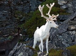 Penampakan Hewan Albino Langka yang Mempesona